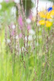 Attēlu rezultāti vaicājumam “Molinia caerulea flower”