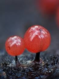 Attēlu rezultāti vaicājumam “Physarum conglomeratum sessile”