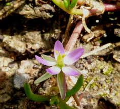 Attēlu rezultāti vaicājumam “Spergularia marina leaf”