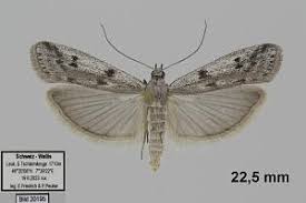 Attēlu rezultāti vaicājumam “Phycitodes binaevella”