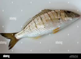 Image result for Lithognathus mormyrus