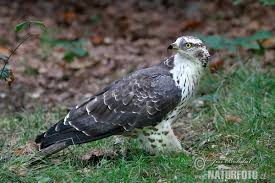 Attēlu rezultāti vaicājumam “Pernis apivorus”