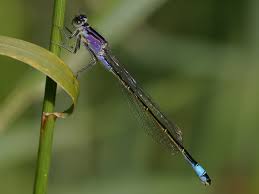 Attēlu rezultāti vaicājumam “Ischnura elegans”