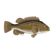 Image result for Tautogolabrus adspersus