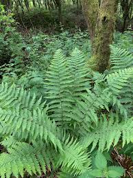 Attēlu rezultāti vaicājumam “Dryopteris carthusiana”