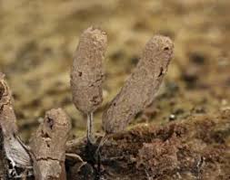 Attēlu rezultāti vaicājumam “Stemonitopsis typhina spores”