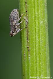 Attēlu rezultāti vaicājumam “Auchenorrhyncha”