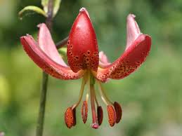 Image result for Lilium martagon `Manitoba Fox`