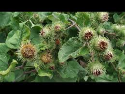 Attēlu rezultāti vaicājumam “Arctium lappa fruit”