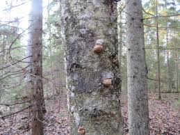 Attēlu rezultāti vaicājumam “Physarum murinum stalked”