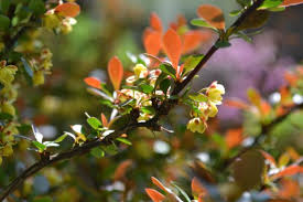 Attēlu rezultāti vaicājumam “Berberis thunbergii flower”