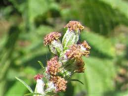 Attēlu rezultāti vaicājumam “Artemisia vulgaris flower”