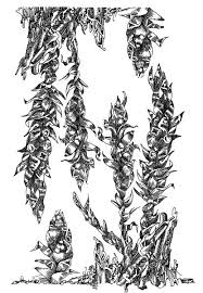 Attēlu rezultāti vaicājumam “Plagiothecium undulatum”