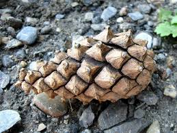 Attēlu rezultāti vaicājumam “Pinus sylvestris var. turfosa”