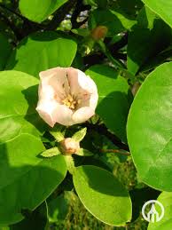 Attēlu rezultāti vaicājumam “Cydonia oblonga flower”