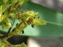 Attēlu rezultāti vaicājumam “Uroleucon hypochoeridis”