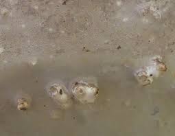 Attēlu rezultāti vaicājumam “Agathomyia wankowiczii”