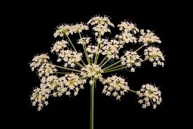 Attēlu rezultāti vaicājumam “Peucedanum oreoselinum flower”