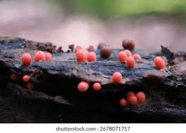 Attēlu rezultāti vaicājumam “Lycogala conicum spores”