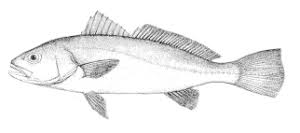 Image result for Argyrosomus regius