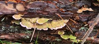 Attēlu rezultāti vaicājumam “Trichaptum abietinum”