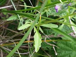 Attēlu rezultāti vaicājumam “Viola tricolor subsp. curtisii leaf”