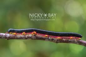 Attēlu rezultāti vaicājumam “Meloe sp. imago”