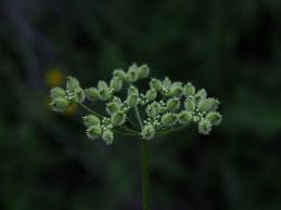 Attēlu rezultāti vaicājumam “Torilis japonica leaf”