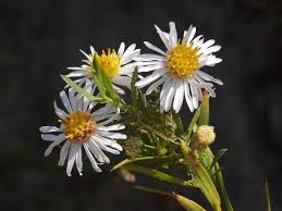 Image result for Aster lanceolatus