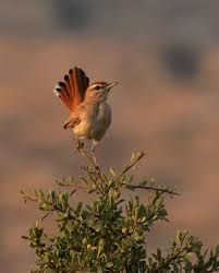 Image result for Cercotrichas galactotes