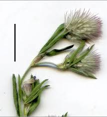 Attēlu rezultāti vaicājumam “Trifolium arvense leaf”