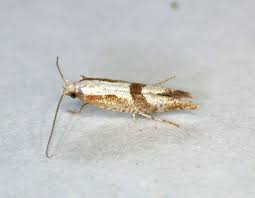 Attēlu rezultāti vaicājumam “Argyresthia pruniella”