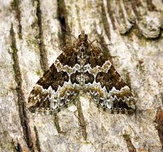 Attēlu rezultāti vaicājumam “Electrophaes corylata”