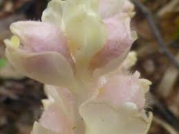 Attēlu rezultāti vaicājumam “Lathraea squamaria flower”