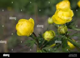 Attēlu rezultāti vaicājumam “Trollius europaeus bud”