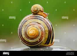 Attēlu rezultāti vaicājumam “Cepaea nemoralis”