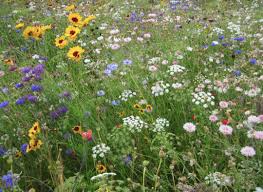 Image result for Woodmancote SMBC