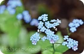 Attēlu rezultāti vaicājumam “Brunnera macrophylla flower”