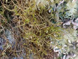 Attēlu rezultāti vaicājumam “Antitrichia curtipendula”