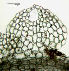 Attēlu rezultāti vaicājumam “Cephalozia connivens”