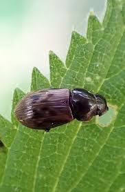 Attēlu rezultāti vaicājumam “Aphodius sp.”