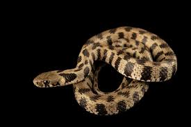 Attēlu rezultāti vaicājumam “Natrix natrix”