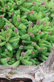 Attēlu rezultāti vaicājumam “Picea abies female flower”