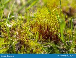 Attēlu rezultāti vaicājumam “Atrichum flavisetum”