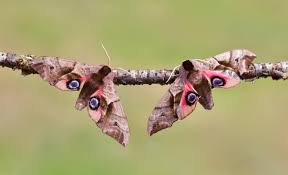 Attēlu rezultāti vaicājumam “Smerinthus ocellata”