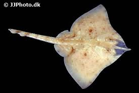 Image result for Rostroraja alba