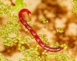 Attēlu rezultāti vaicājumam “Chironomidae larvae”