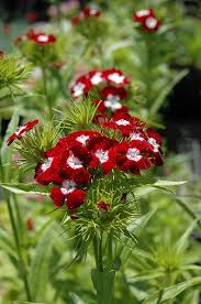 Attēlu rezultāti vaicājumam “Dianthus barbatus”