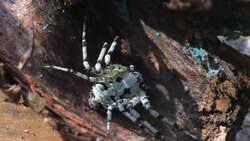 Attēlu rezultāti vaicājumam “Philodromus margaritatus”