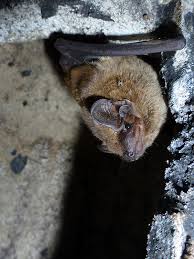 Attēlu rezultāti vaicājumam “Nyctalus leisleri”